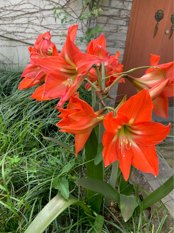 3種花“名聲差”，但養起來是真“上癮”，越養開花越多