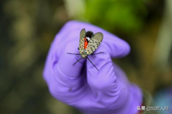 斑點昆蟲飛過美國，但官員們鼓勵消滅它