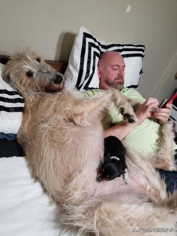 名字兇悍,個頭巨大,日常逗比,愛爾蘭獵狼犬是種怎麼樣的存在? 名字兇悍,個頭巨大,日常逗比,愛爾蘭獵狼犬是種怎麼樣的存在?