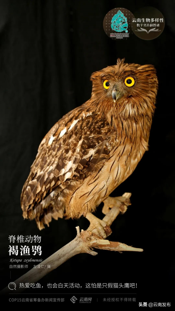 【雲南生物多樣性數字化百科圖譜】褐漁鴞：熱愛吃魚，也會白天活動，這怕是隻假貓頭鷹吧！