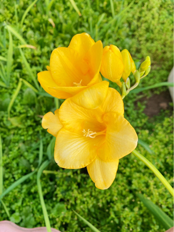 香雪蘭光長葉不開花，主要是4點沒做好，先端出去猛曬