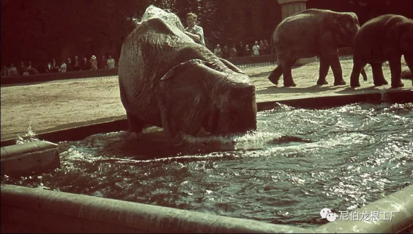 沒救了，燉了吧：二戰中的德國柏林動物園