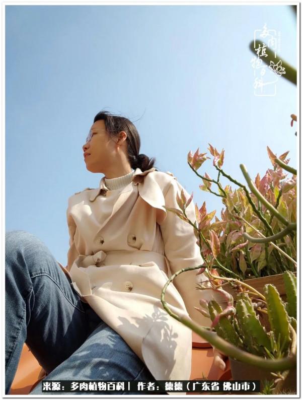 廣東的多肉陽臺:生命不息,折騰不止 廣東的多肉陽臺:生命不息,折騰不止