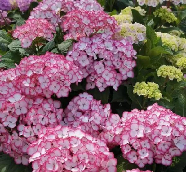 家裡的花別亂放，放錯地方，容易把花養死