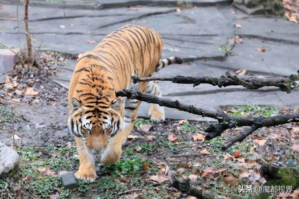 虎頭虎腦 虎虎生威 這波老虎表情包值得擁有