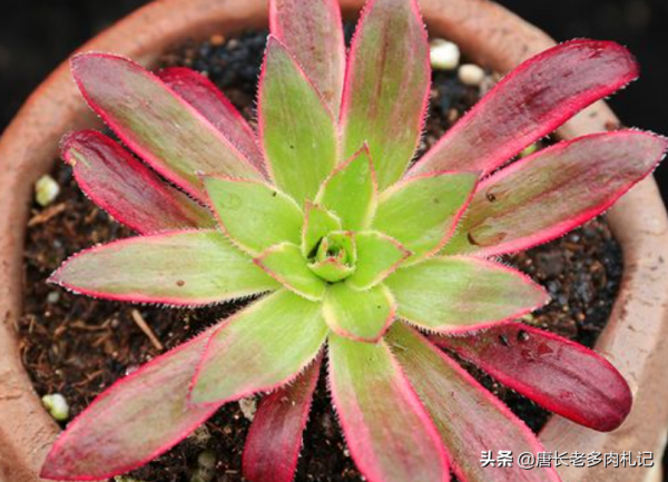 喜歡法師多肉的你還在養孔雀法師？不如扔了養一棵孔雀錦驚鴻法師