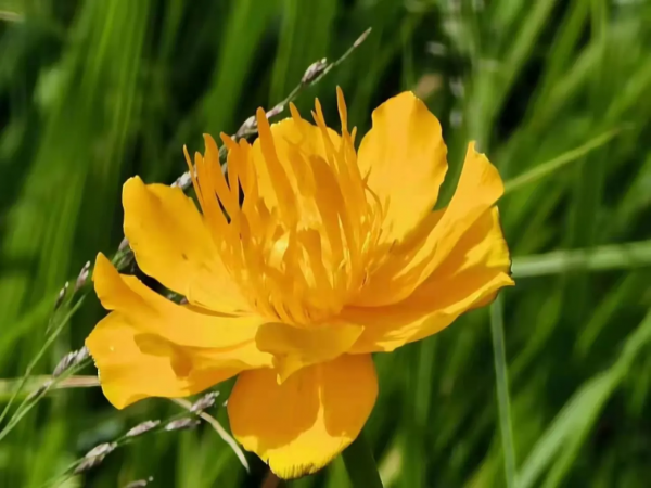 組詩~秋日詠菊 組詩~秋日詠菊