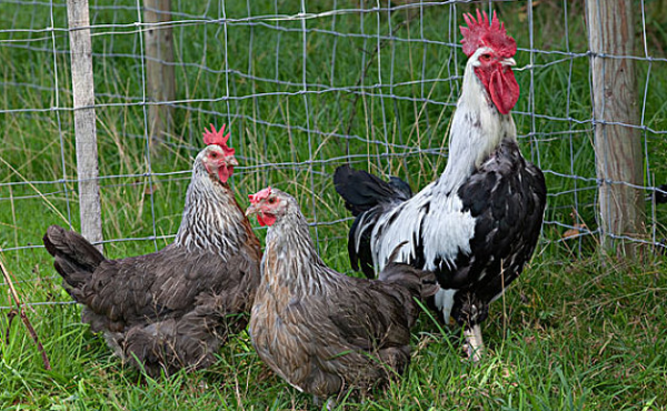 不容小覷的,抗球蟲“小秘方”(業內瘋傳)簡單,好用 不容小覷的,抗球蟲“小秘方”(業內瘋傳)簡單,好用