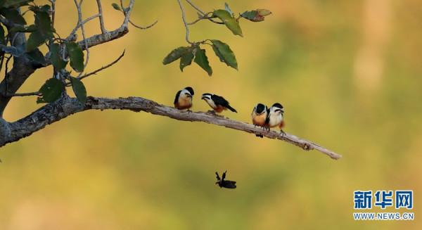 又萌又兇 小型猛禽紅腿小隼瞭解一下