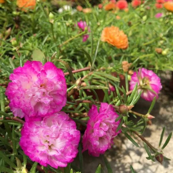 這3種花，開始春播了，7天破土，很快開成花海洋