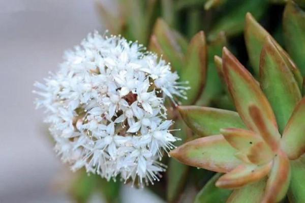50種多肉開花欣賞，你養的開花了嗎？快來曬曬