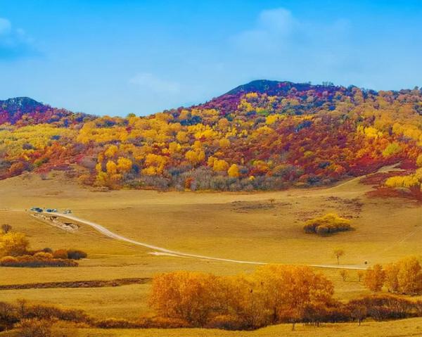 天蒼蒼 野茫茫 塞上草原秋色正好