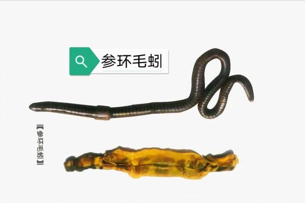 中藥古今研究:地龍 中藥古今研究:地龍