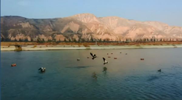 洽川黃河溼地：群鳥靈動 繪就壯美畫卷