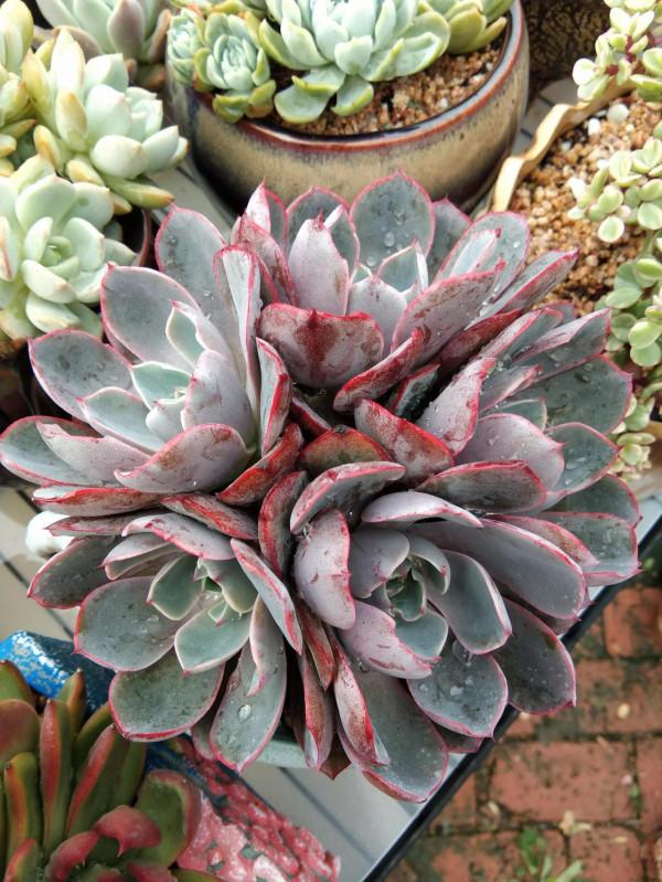 對比照記錄多肉驚豔變化，想要多肉變美，做到這幾步，千萬別忽視