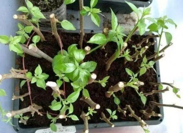 秋天快扦插，10種花不用買，掰個枝子插土裡，嗖嗖生根，成活率高