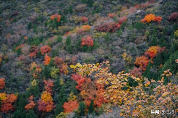 再有半個月，北京將迎來最美的季節，12個銀杏寶藏地，附機位攻略