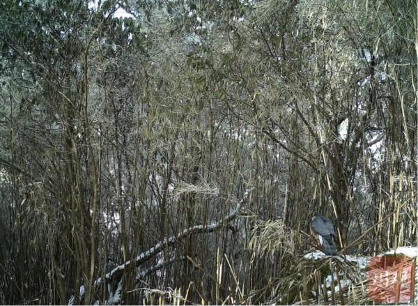 栗子坪國家級自然保護區拍到多種珍稀野生動物