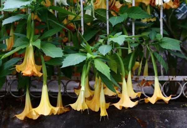 生活冷知識：盤點9種不適合臥室裡養的有毒植物