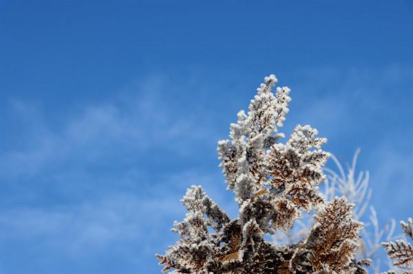 二師二十二團河畔鎮：霧凇美景入畫來