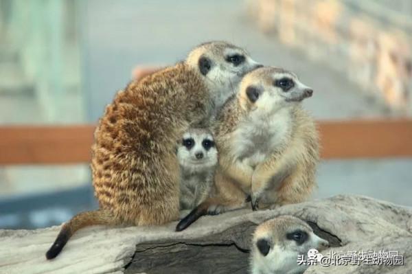 絕美的秋色，動物朋友們都陶醉了