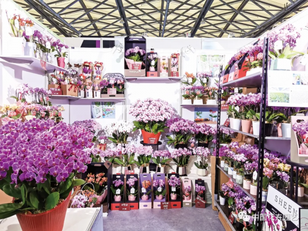 盆花主流品種行情迴歸 |“我們的2021”年終專題