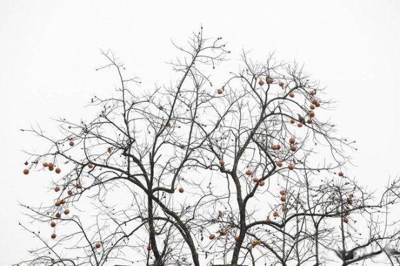 雨中圓明園別有一番風味，銀杏“九成熟”，最佳“秋黃”僅剩一週