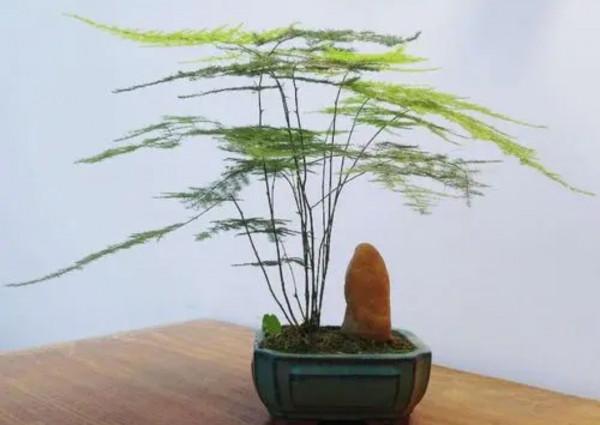 養7種花，適合用“小盆”，簡單好管理，長得更精神