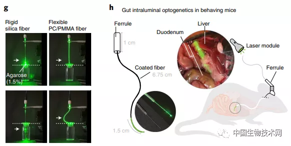 相信你的“直覺”：“假糖”騙得過味蕾，但騙不了“腸”
