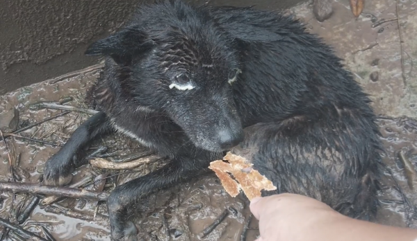四川：為了一口肉，狗狗丟了半條命，狗狗：不愛為什麼要養我