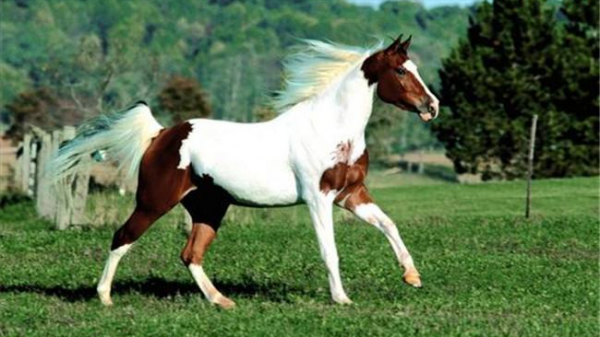 全球最貴的九種馬，價值四億的馬你見過嗎？汗血寶馬無緣榜首