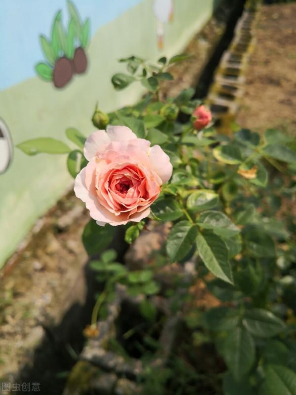 月季亞伯:它的絕豔你能懂,懂了也是你不配 月季亞伯:它的絕豔你能懂,懂了也是你不配