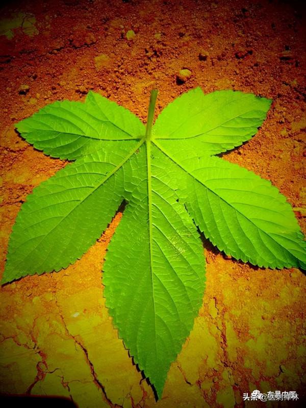 兒童腹瀉的妙藥——拉拉秧