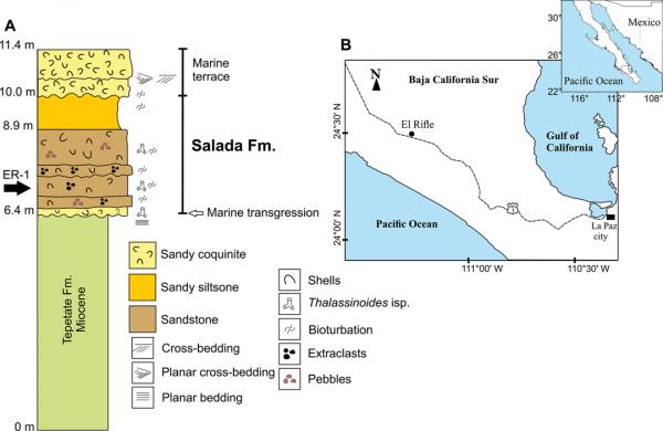 首次對軟組織化石進行U-Pb定年——古生物定年的新方法
