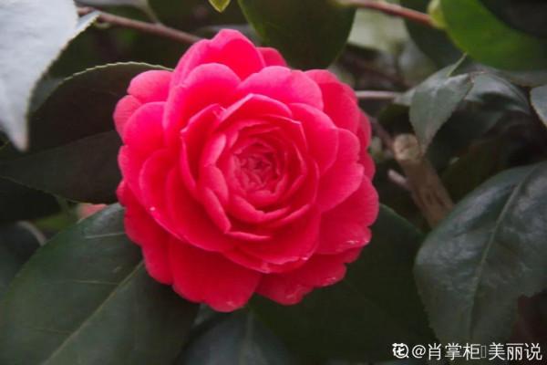 冬天養盆茶花，天一冷就開爆，紅紅火火花開富貴