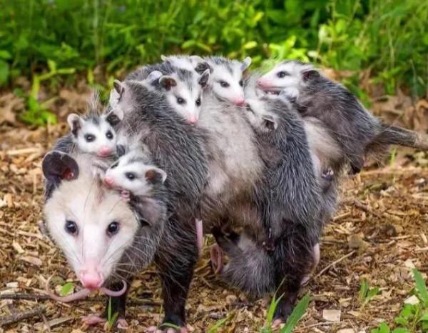 世上只有媽媽好，熊貓寶寶在媽媽懷裡撒嬌，鸚鵡寶寶看起來好乖