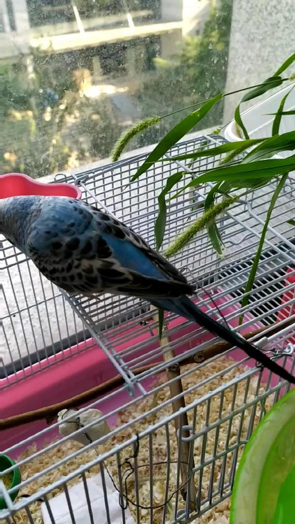 馬上會有一隻新的鸚鵡了，永久懷念CNS