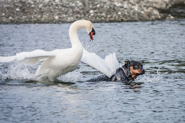 35個硬核動物鏡頭：狠人騎電動車馱鱷魚回家，狂躁症貓咪見人就打