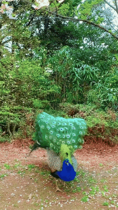 人生最美幾何時 看見孔雀和鳳凰 雙福來襲