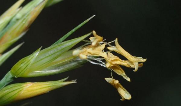 各色的花都開得繽紛絢燦，好像天上降下了一道彩雲