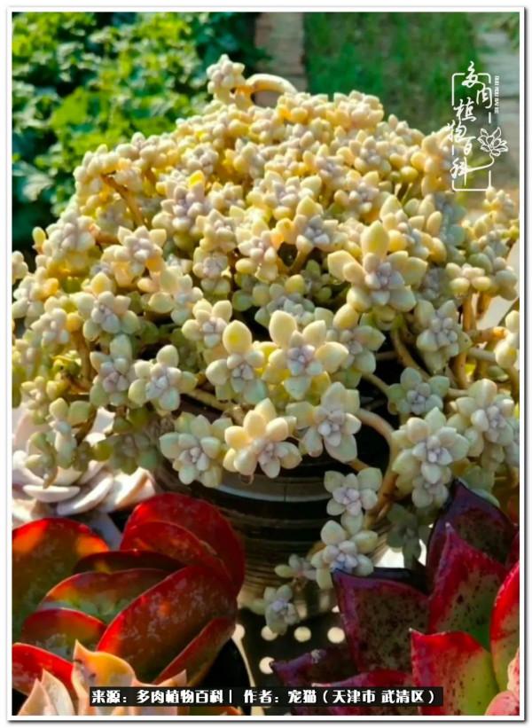 人生紛亂奈我幾何，與多肉相伴度年華