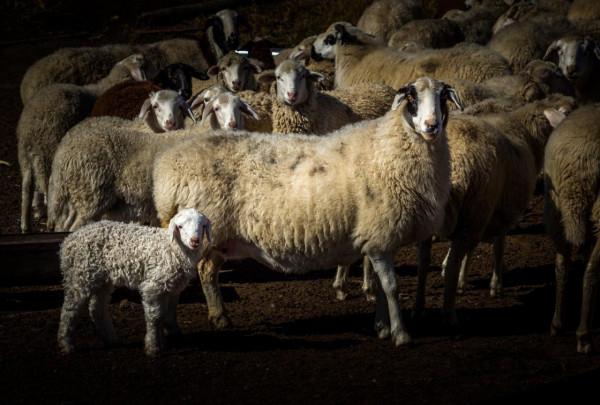 三天三季-我的烏蘭布統之旅-第五篇