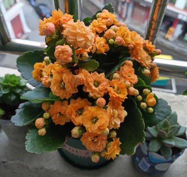 公認的12種吉祥花，適合10月養，一帆風順，紅紅火火，又美又實用