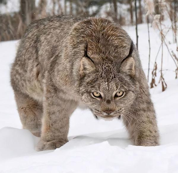 猞猁是什麼動物?林子裡百獸怕猞猁的氣味卻不怕狼?究竟怎麼回事 猞猁是什麼動物?林子裡百獸怕猞猁的氣味卻不怕狼?究竟怎麼回事