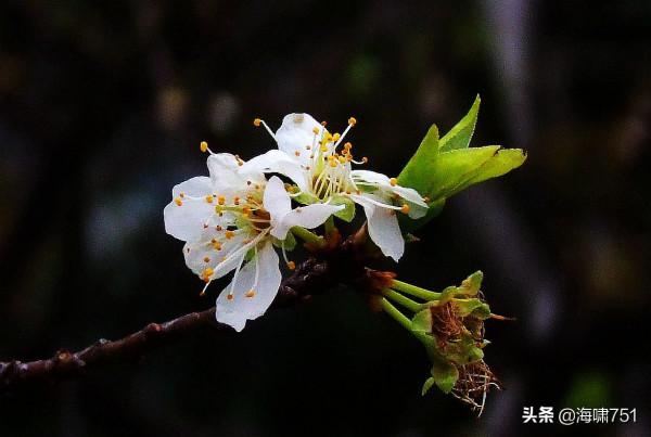 十八羅漢山的梨花開了