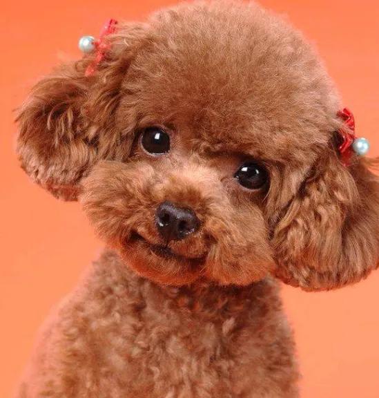 小兒趣味語錄之“狗狗的心靈美”