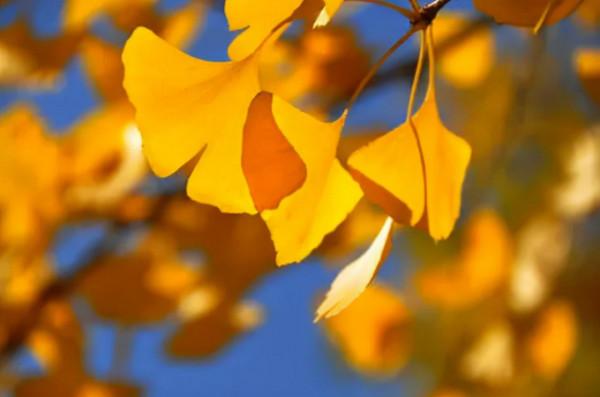 「新詩採擷」蘇然 | 這秋日多麼美好（組詩）