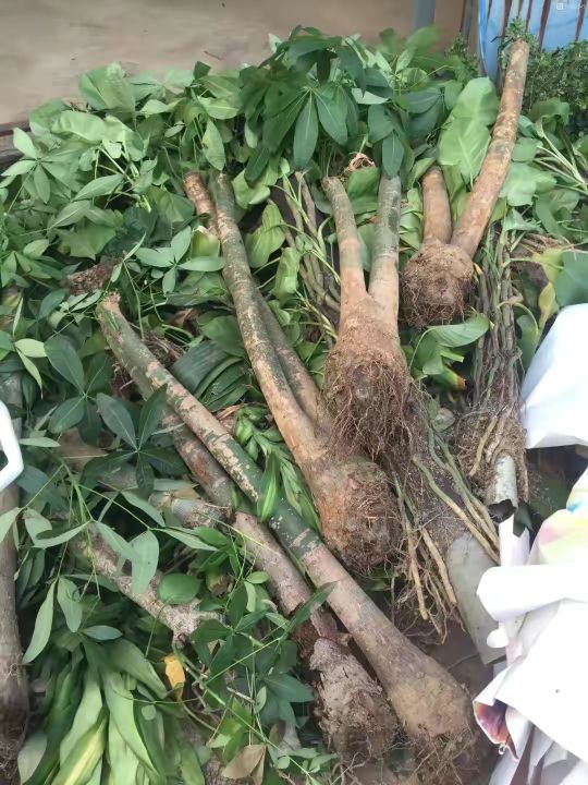 平時的高價花，路邊扔成小山丘，趕緊撿回來，擇擇又是一盆好花