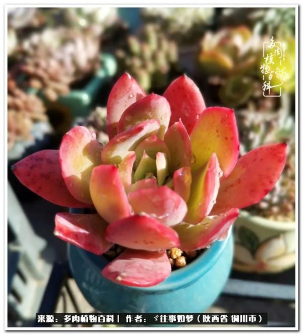 總有一段文字觸動心絃，總有那麼一盆多肉能打動你的心