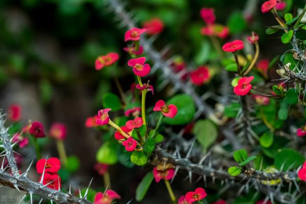 生生不息｜鐵海棠——宿舍養花